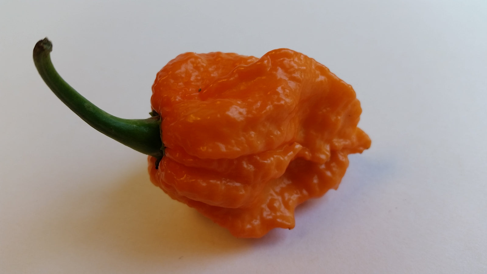 Bhut Jolokia Orange Copenhagen  - Seeds - Bohica Pepper Hut 