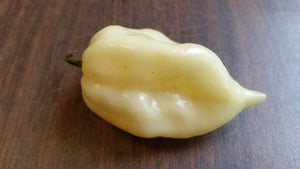 Fresh White Bhut Ghost Peppers - Bohica Pepper Hut 