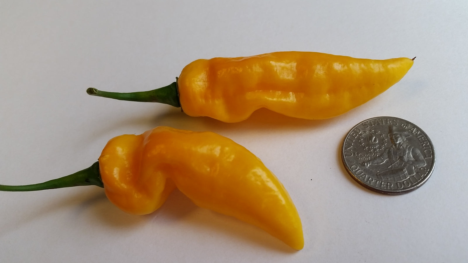Bhut Jolokia Yellow Ghost  - Seeds - Bohica Pepper Hut 