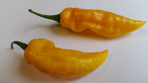 Bhut Jolokia Yellow Ghost  - Seeds - Bohica Pepper Hut 