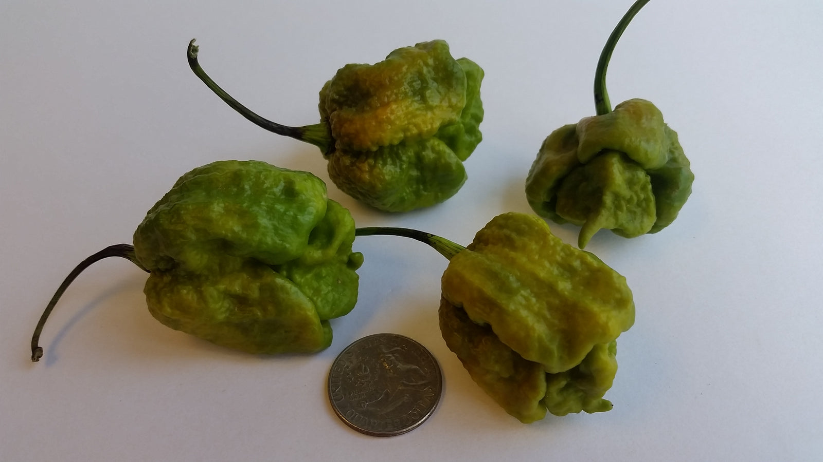 Big Mustard Mama - Seeds - Bohica Pepper Hut 