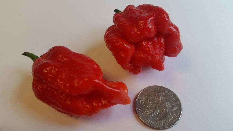 Butch T Scorpion - Seeds - Bohica Pepper Hut 