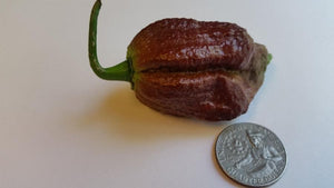 Chocolate Bhutlah SM - Seeds - Bohica Pepper Hut 