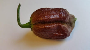 Chocolate Bhutlah SM - Seeds - Bohica Pepper Hut 