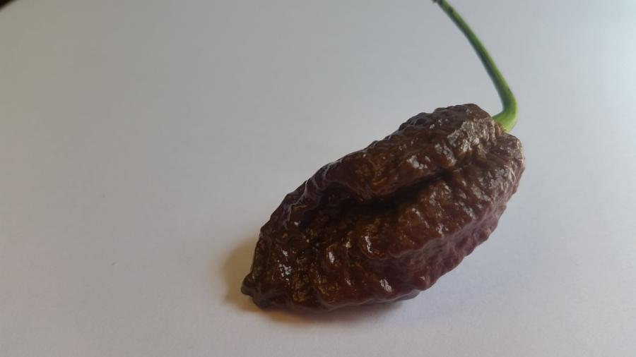 Chocolate Bhutlah CS - Seeds - Bohica Pepper Hut 