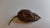 Chocolate Bhutlah CS - Seeds - Bohica Pepper Hut 