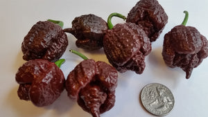 Fresh Chocolate Reaper Peppers - Bohica Pepper Hut 