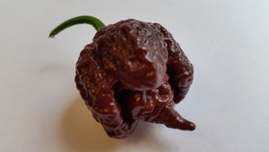 Chocolate Reaper - Seeds - Bohica Pepper Hut 