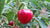 Cumra Cherry - Seeds - Bohica Pepper Hut 