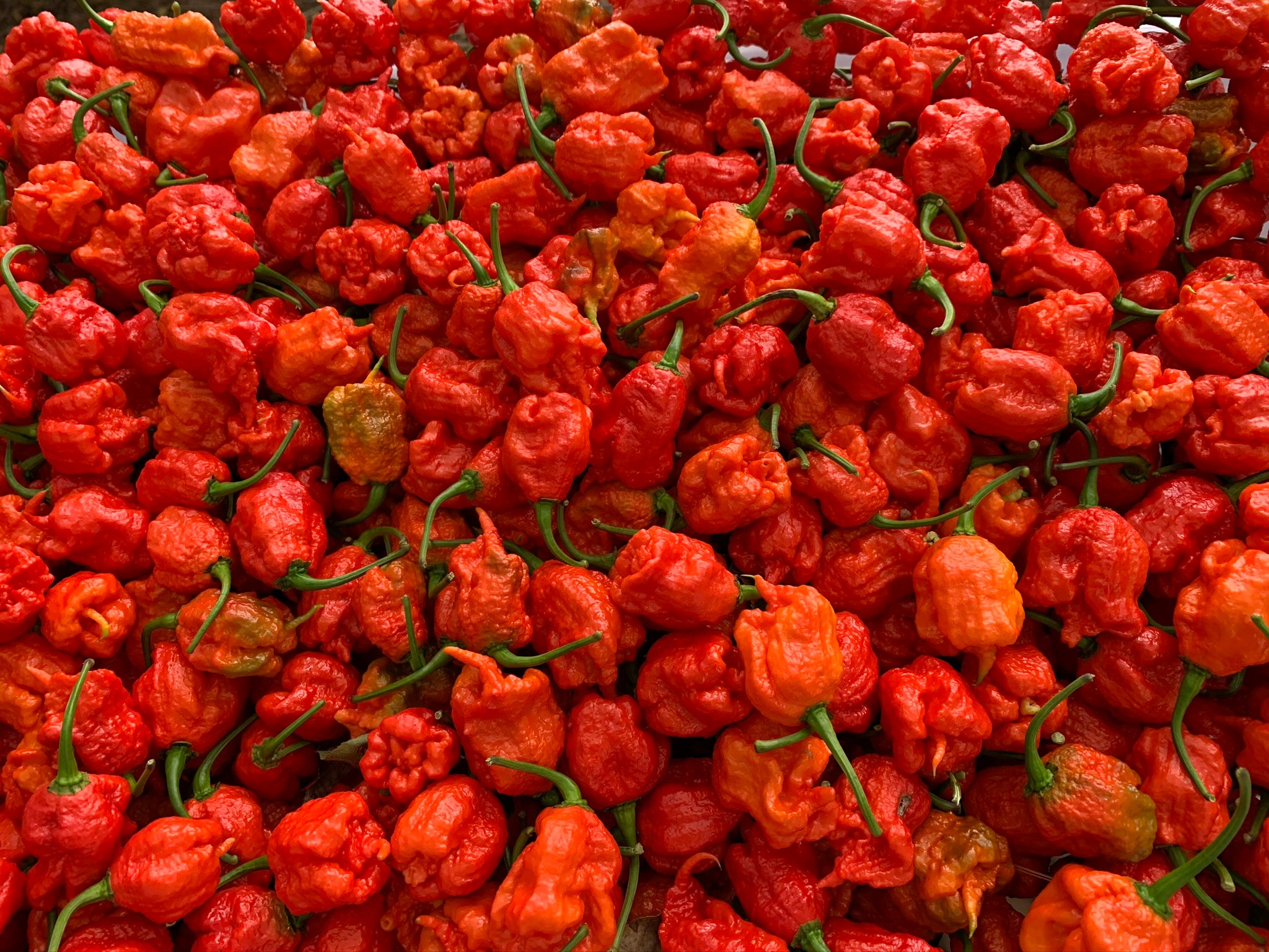250 gr of Fresh Carolina Reaper Chili Pepper