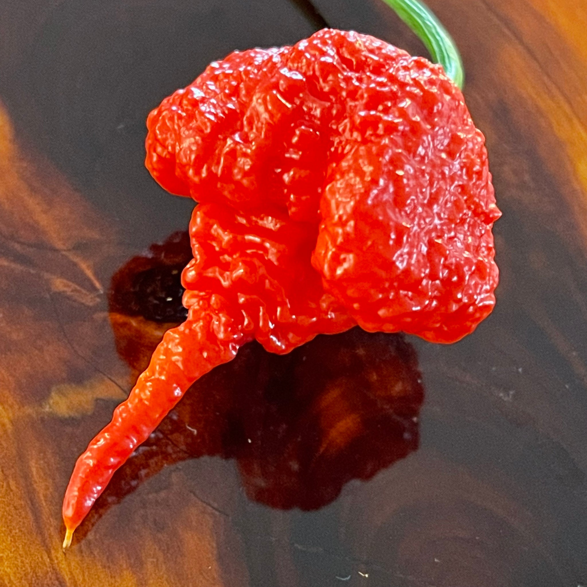 Carolina Reaper Fresh Peppers