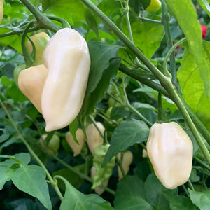 Fresh White Bhut Ghost Peppers - Bohica Pepper Hut 