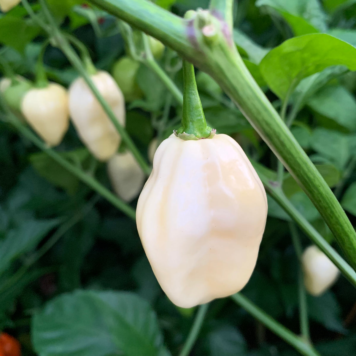 Fresh Ghost Peppers