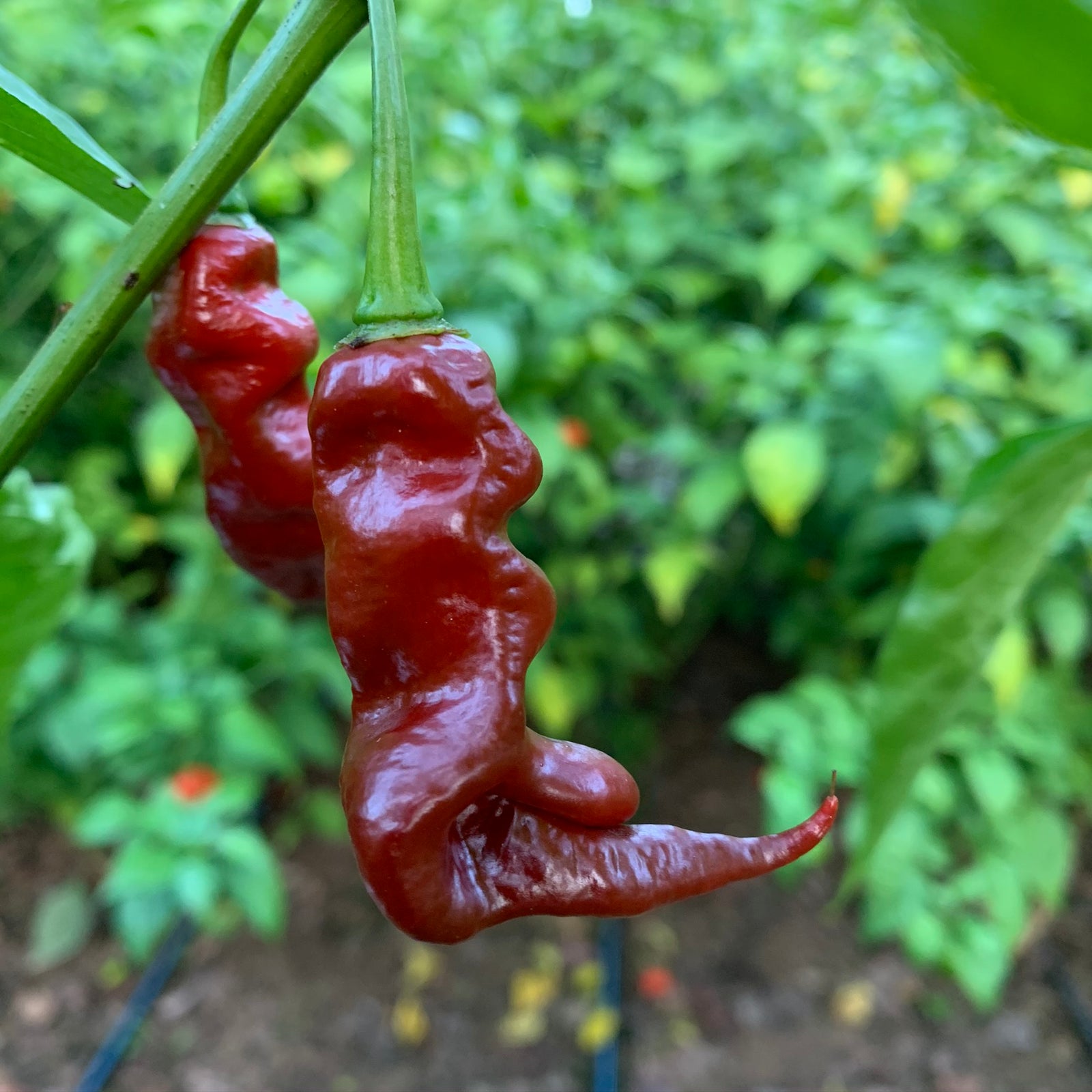 Trinidad Viper Brown - Bohica Pepper Hut 