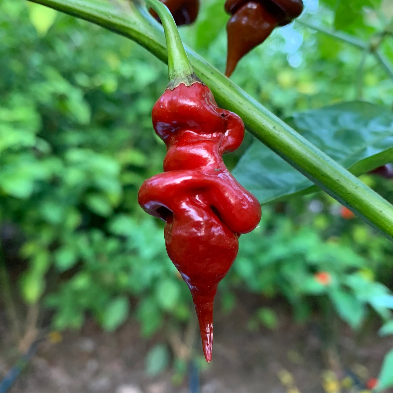 Trinidad Viper Brown - Bohica Pepper Hut 