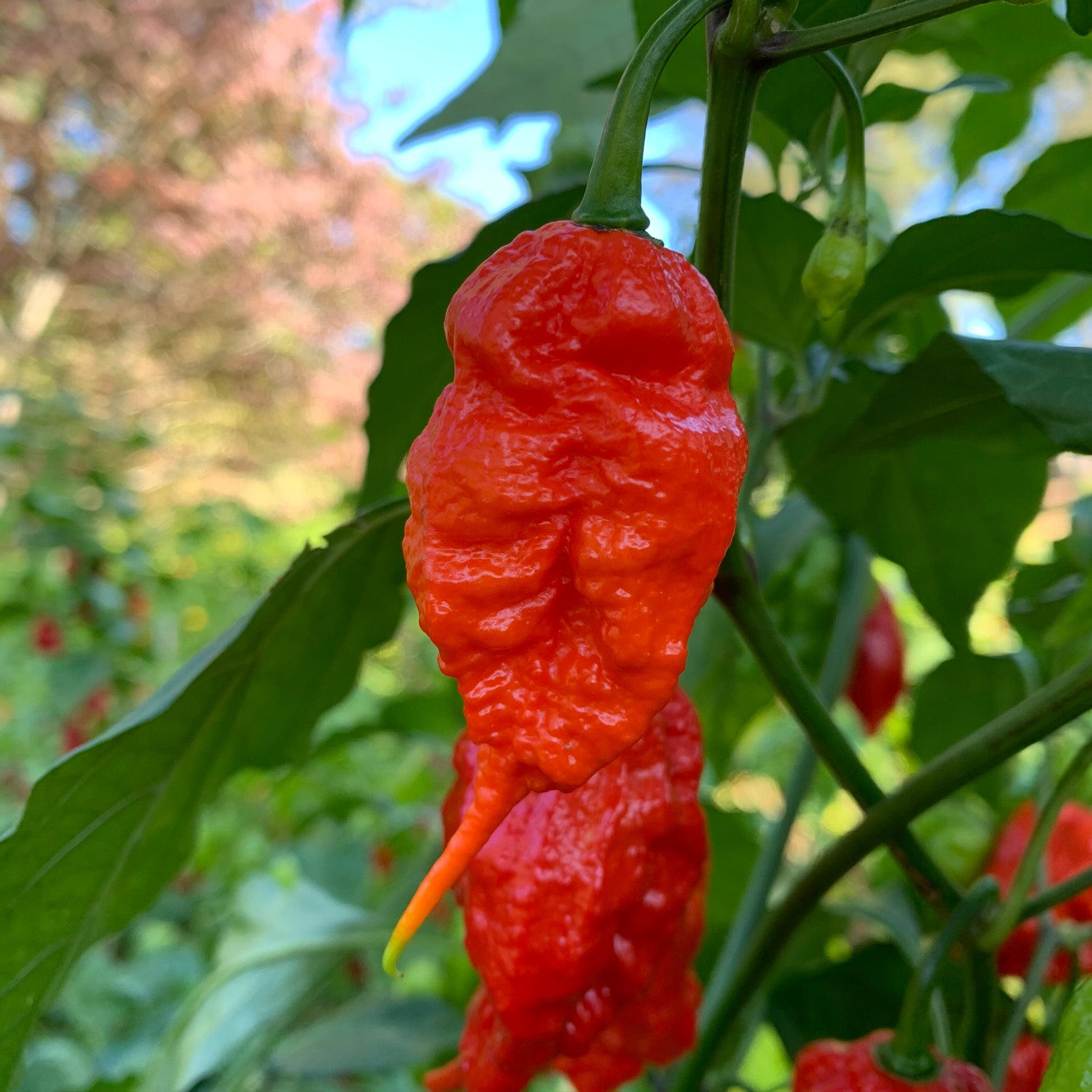 Skunk Red - Seeds - Bohica Pepper Hut 