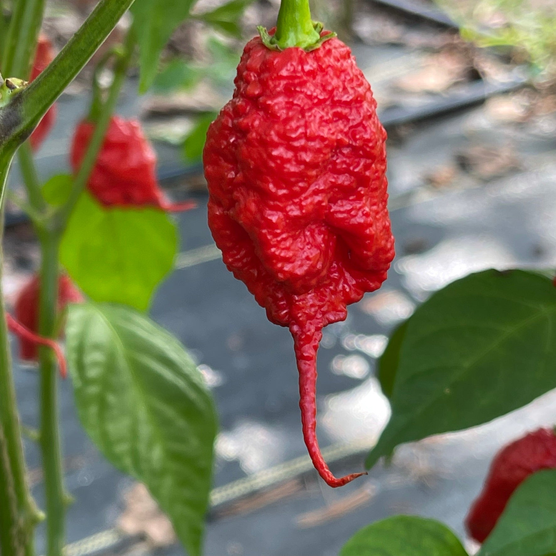Primotalii - Seeds - Bohica Pepper Hut 