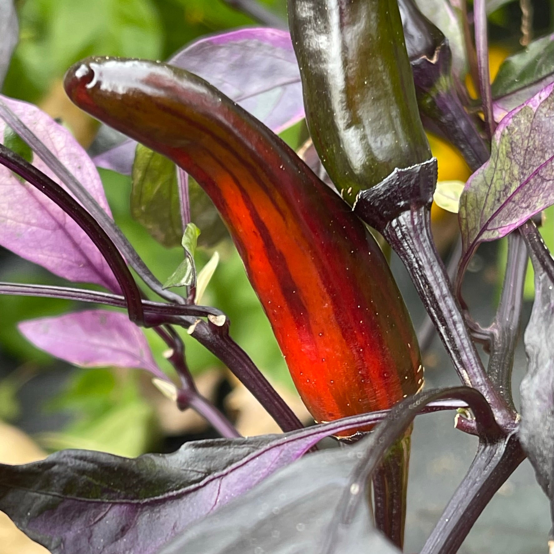 purple jalapeno plant Purple Tiger x Jalapeno