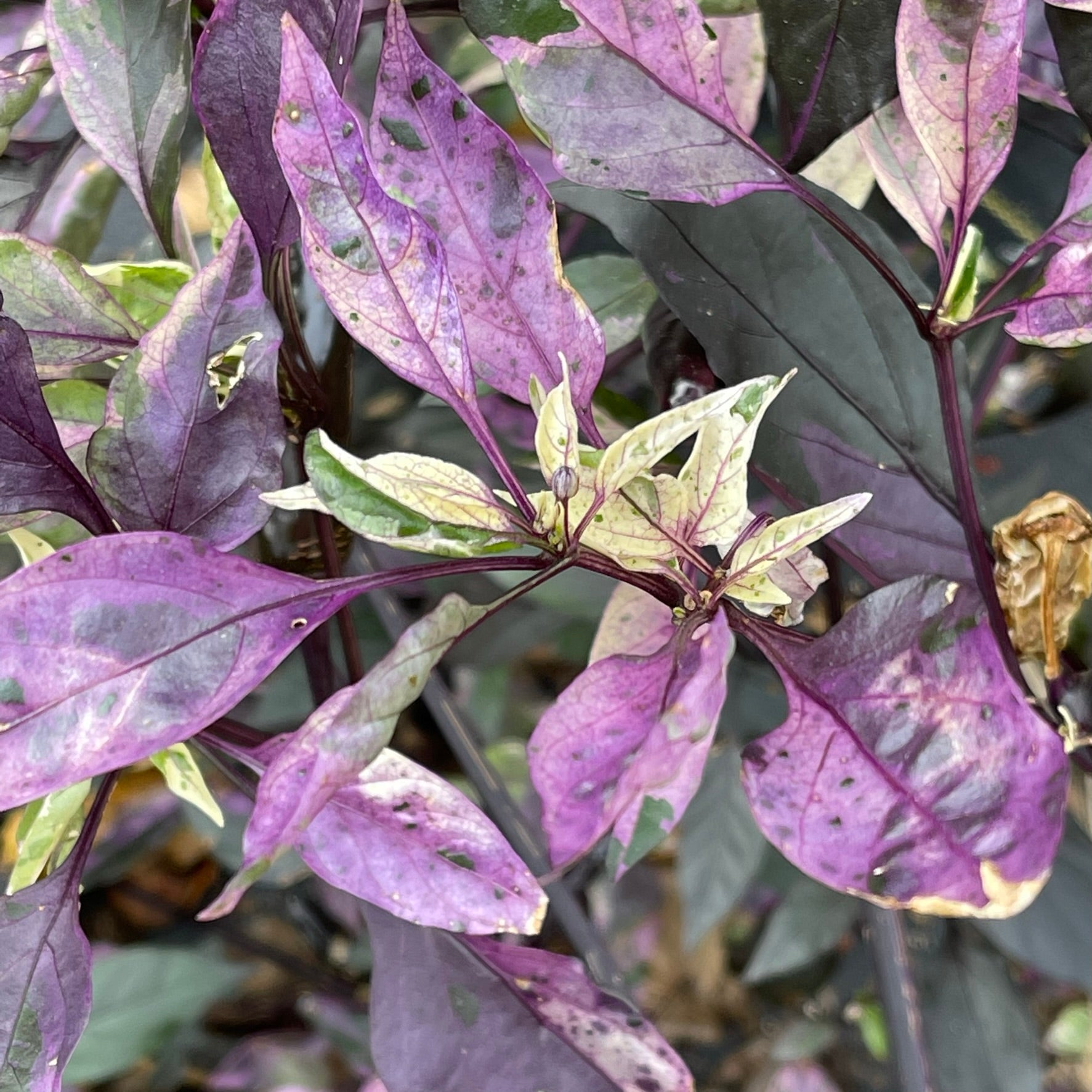 Purple Tiger x Jalapeno - Seeds - Bohica Pepper Hut 
