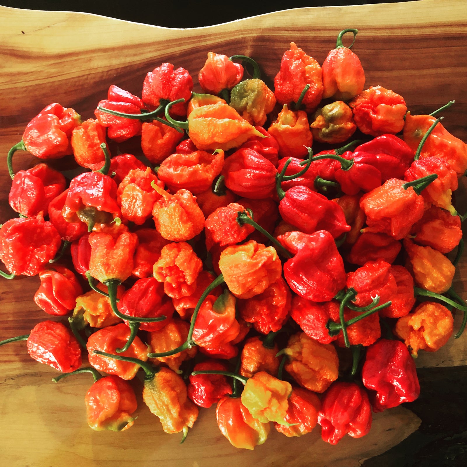 Carolina Reaper - Seeds - Bohica Pepper Hut 