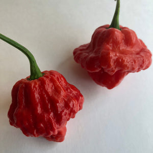 Fresh Super Hot Peppers - Mixed Red/Orange Box:    All Red & Orange colored peppers - Bohica Pepper Hut 