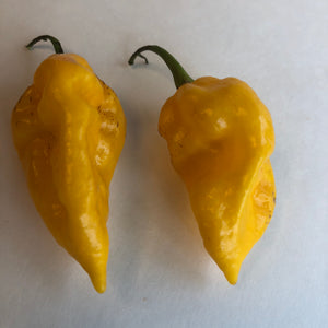 Fresh Super Hot Peppers - Mixed Yellow Box: All Yellow Colored Peppers - Bohica Pepper Hut 