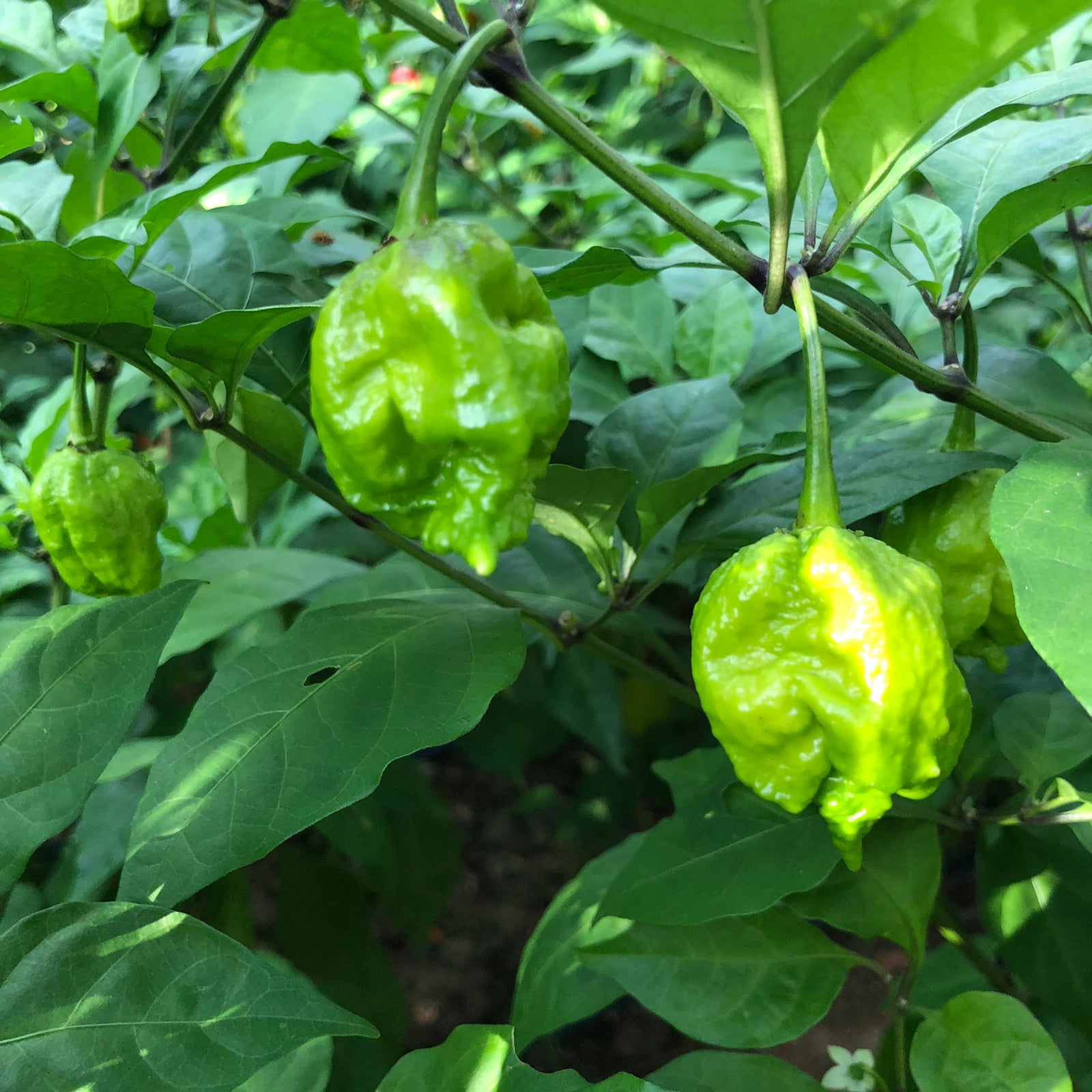 Fresh Carolina Reaper Peppers (Green/Unripe) - Bohica Pepper Hut 