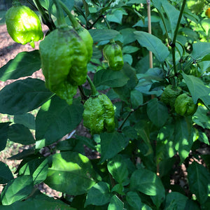 Fresh Carolina Reaper Peppers (Green/Unripe) - Bohica Pepper Hut 