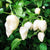 Bhut Jolokia White Ghost - Seeds - Bohica Pepper Hut 