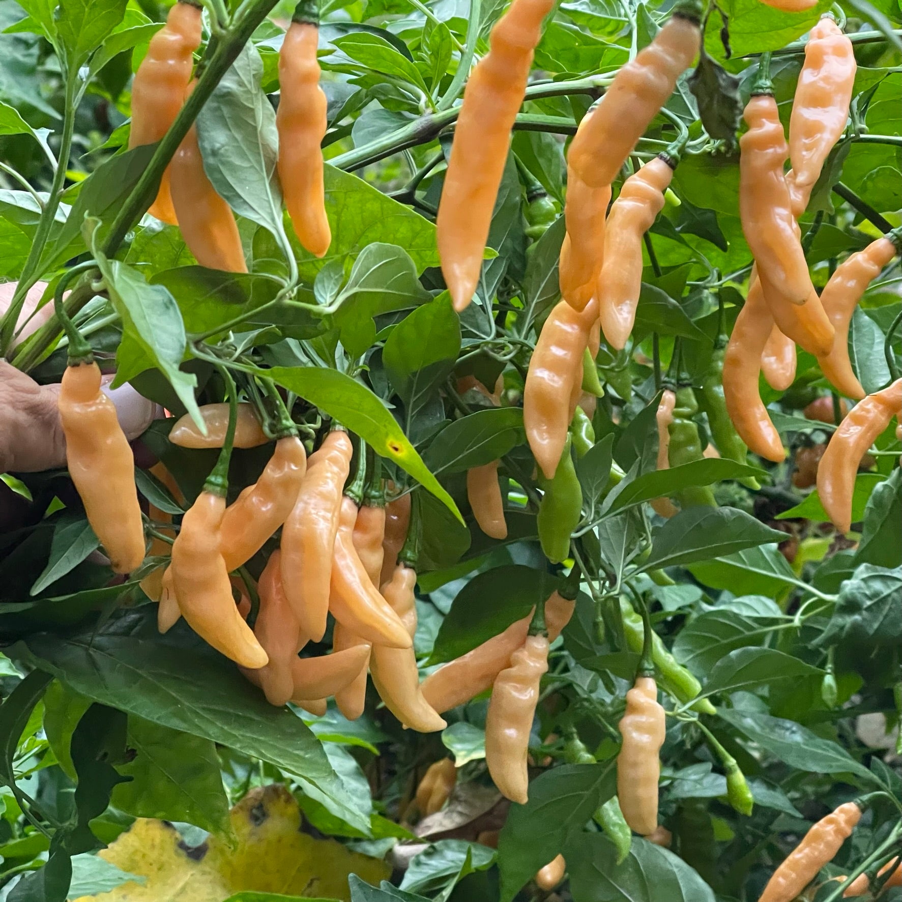 lightning plant seeds Lightning Habanero Peach