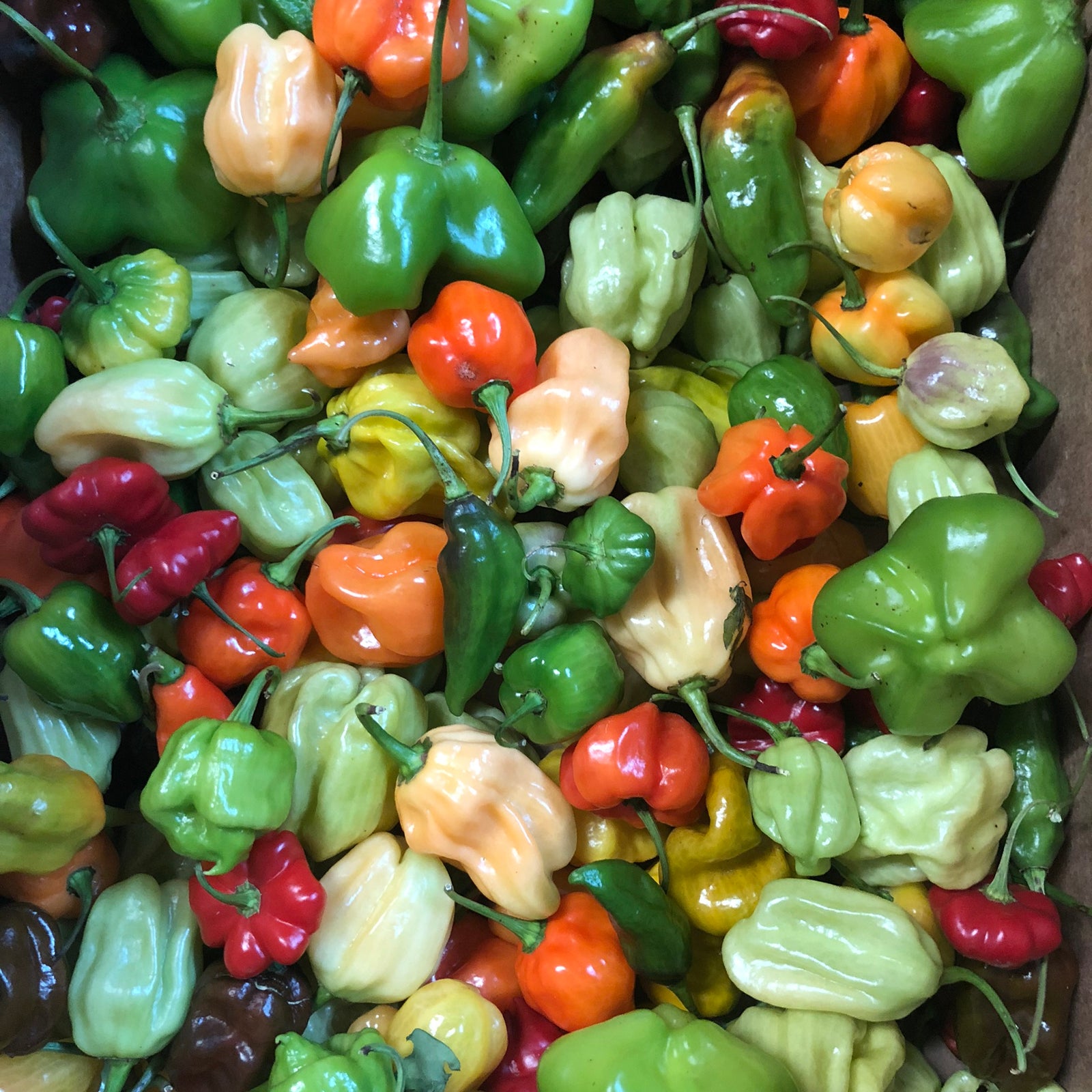 Fresh Habanero Peppers - Mixed Box: Red, Orange, Chocolate, Peach, etc - Bohica Pepper Hut 