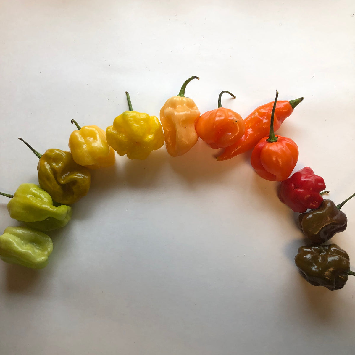 Fresh Habanero/Scotch Peppers Mixed Box Red, Orange, Chocola