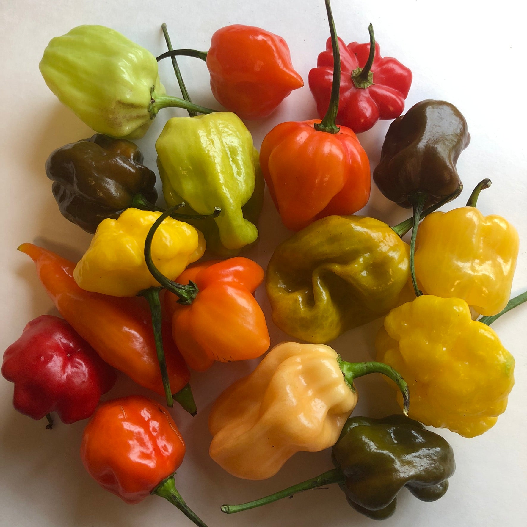 Fresh Habanero Peppers - Mixed Box: Red, Orange, Chocolate, Peach, etc - Bohica Pepper Hut 