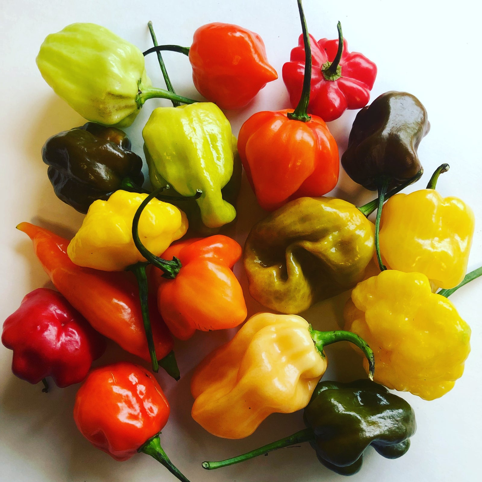 Habanero / Scotch Bonnet  - Pepper Seeds Combo Pack (10 Varieties) - Seeds - Bohica Pepper Hut 