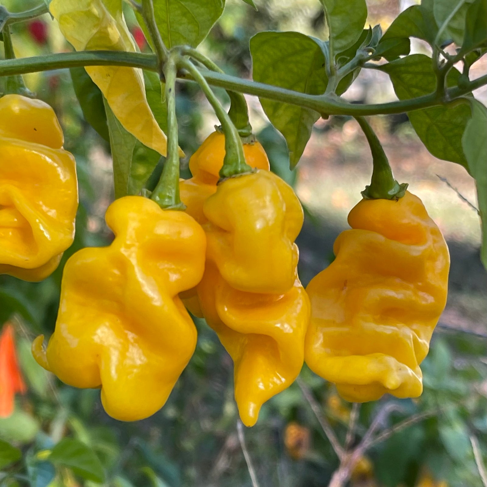 Fools Gold Scorpion - Seeds - Bohica Pepper Hut 