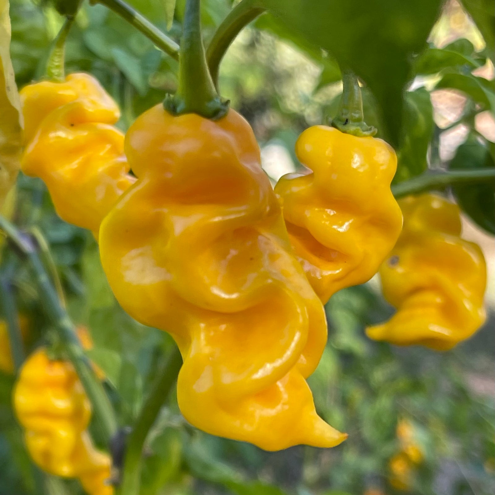 Fools Gold Scorpion - Seeds - Bohica Pepper Hut 
