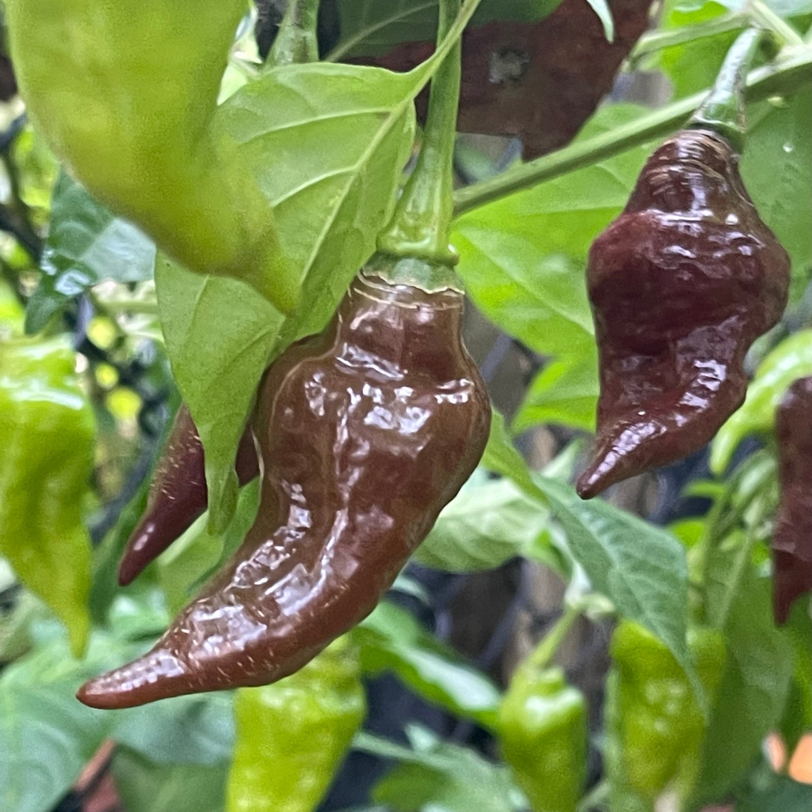Habanero Black - Seeds - Bohica Pepper Hut 