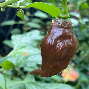 Habanero Black - Seeds - Bohica Pepper Hut 