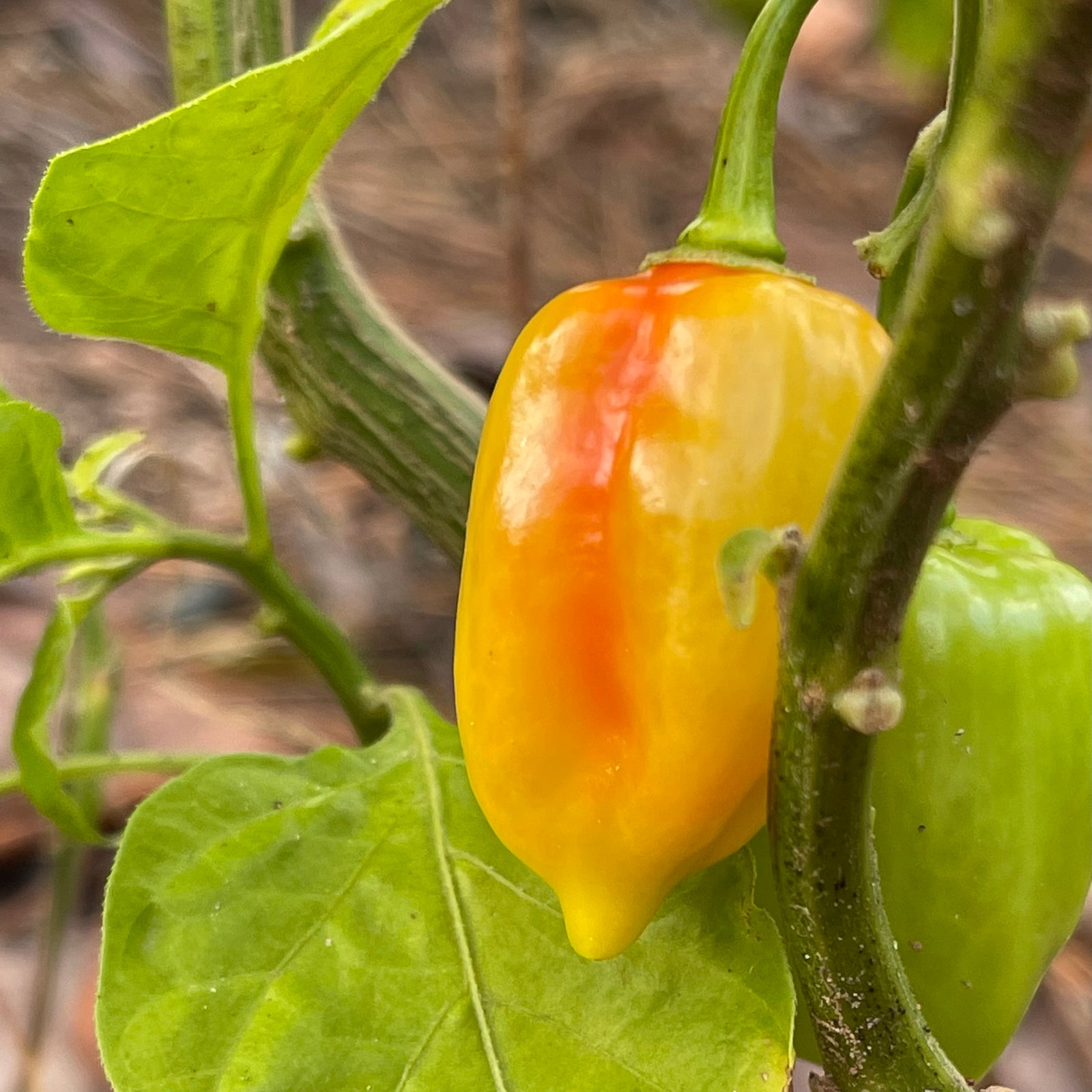 Fatalii x Red Savina - Seeds - Bohica Pepper Hut 