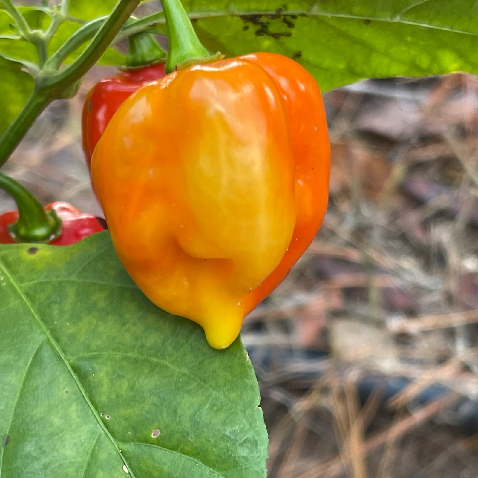Fatalii x Red Savina - Seeds - Bohica Pepper Hut 