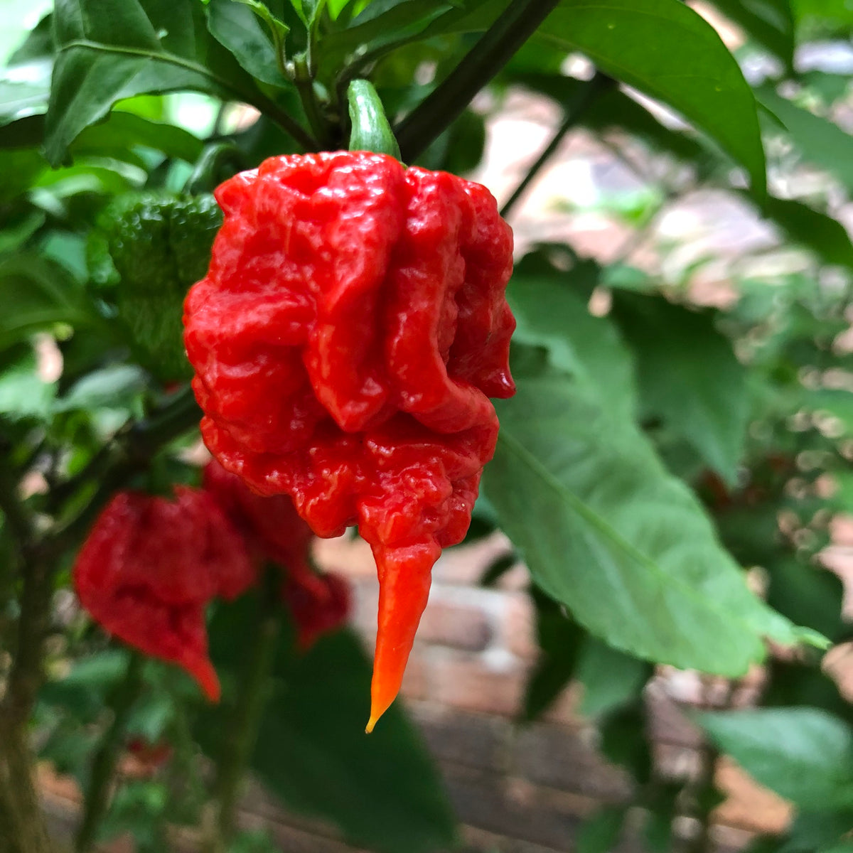 Carolina Reaper - Seeds