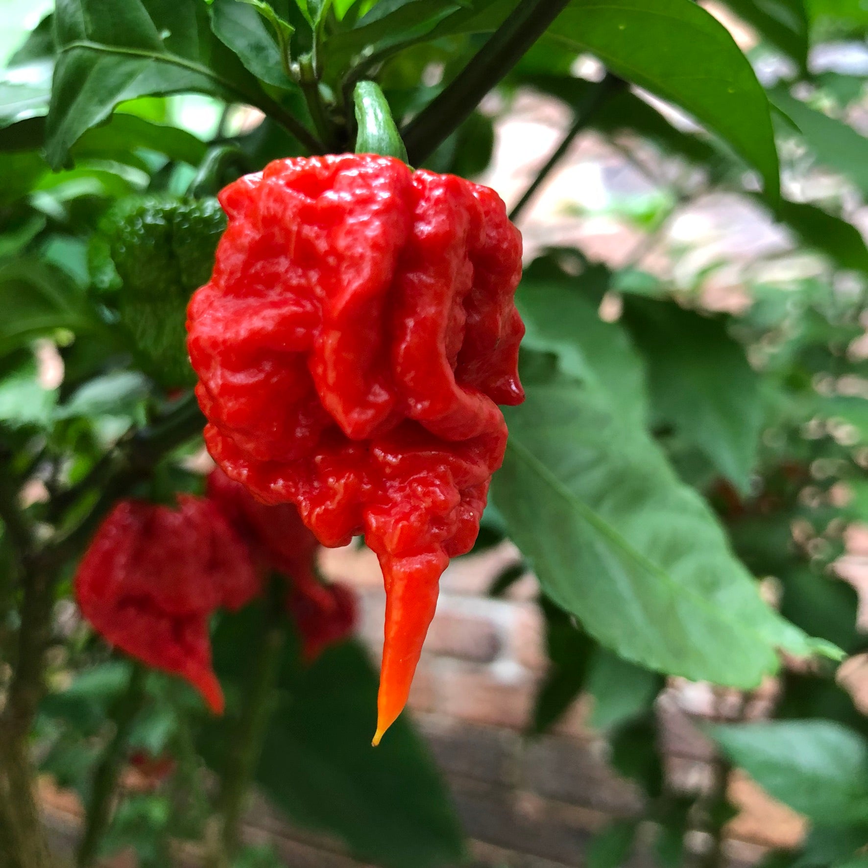 Carolina Reaper