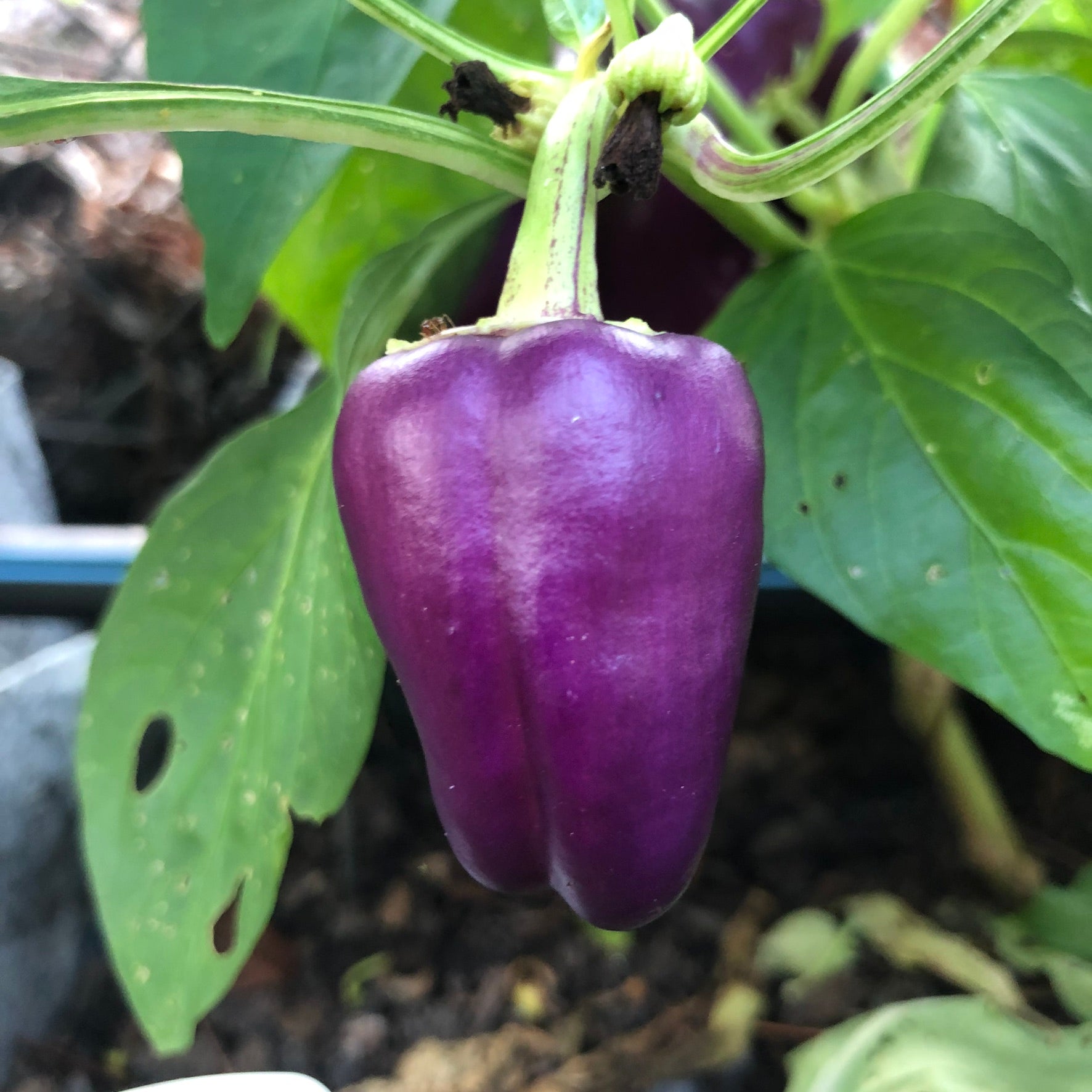 Oda Pepper - Seeds - Bohica Pepper Hut 