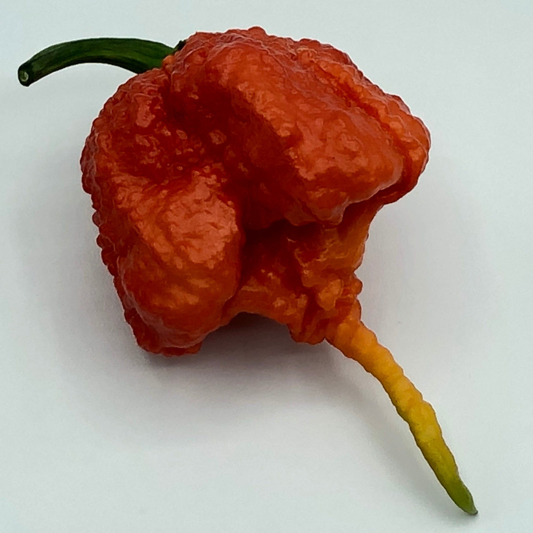Carolina Reaper