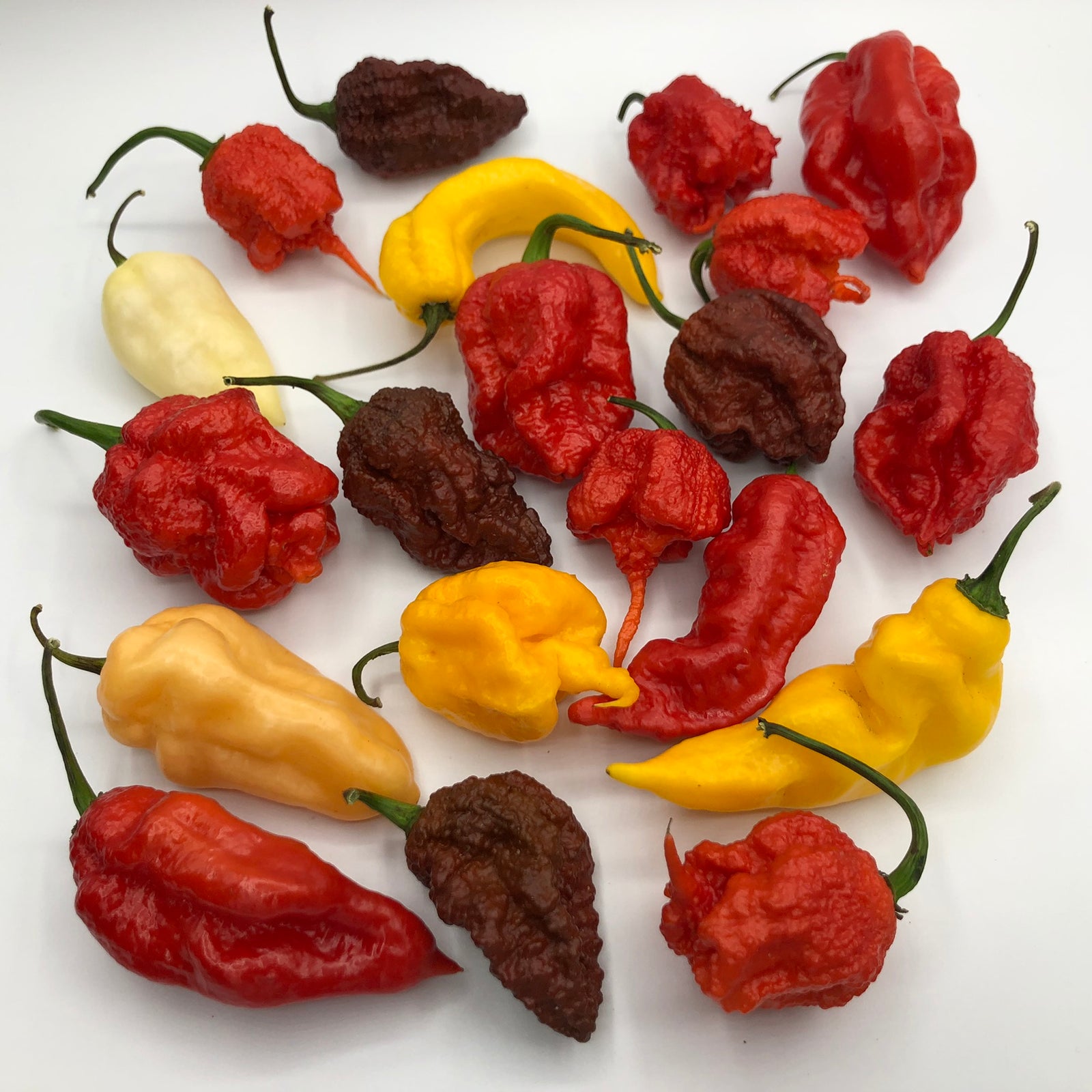 Best Sellers - Super Hot Pepper Seed Combo Pack (13 Varieties) - Seeds - Bohica Pepper Hut 