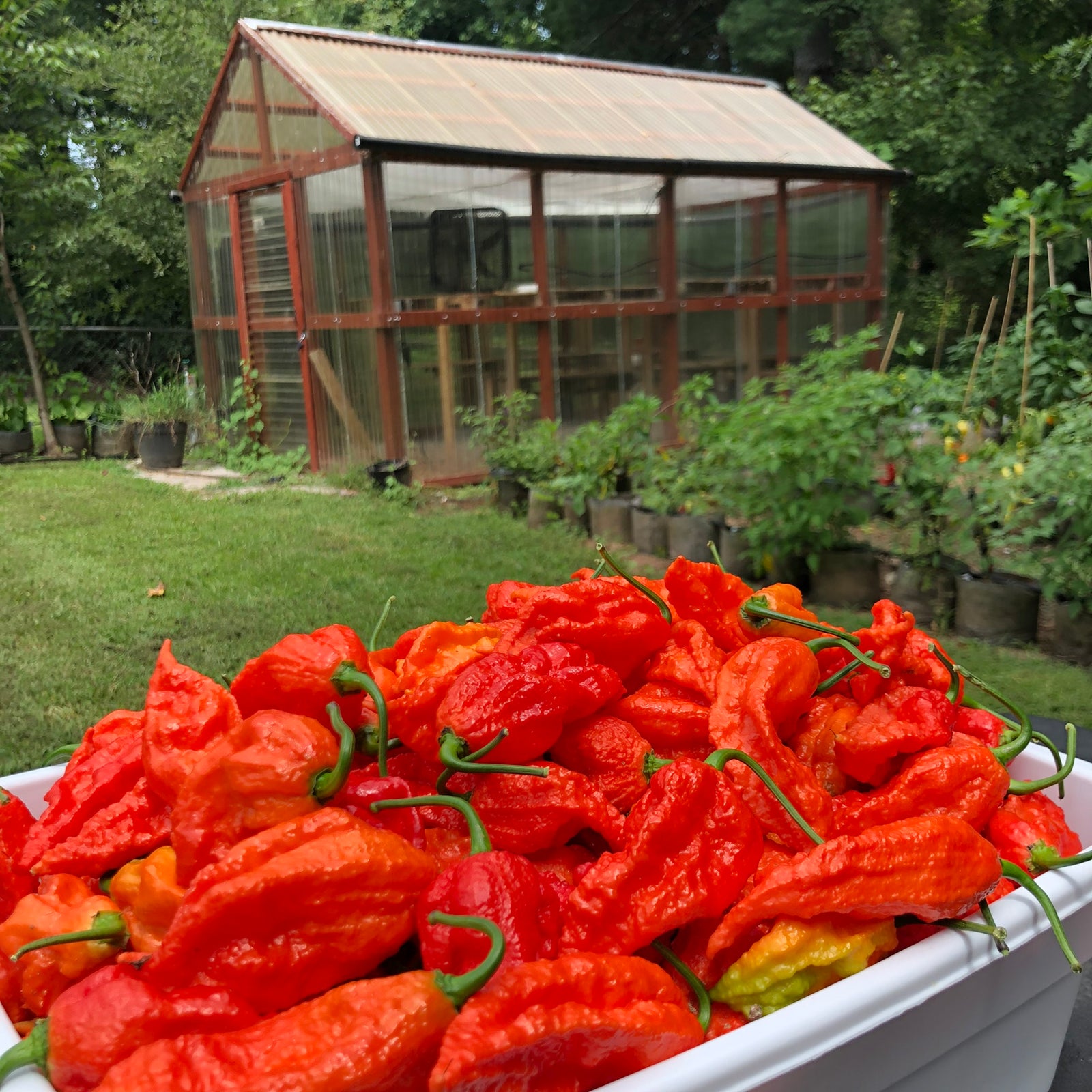 Fresh Bhut Jolokia Ghost Peppers - Bohica Pepper Hut 