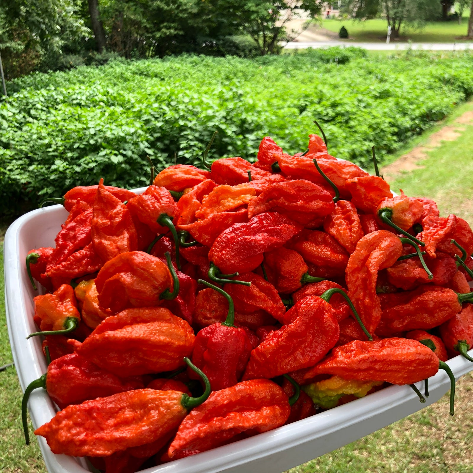 Fresh Bhut Jolokia Ghost Peppers - Bohica Pepper Hut 