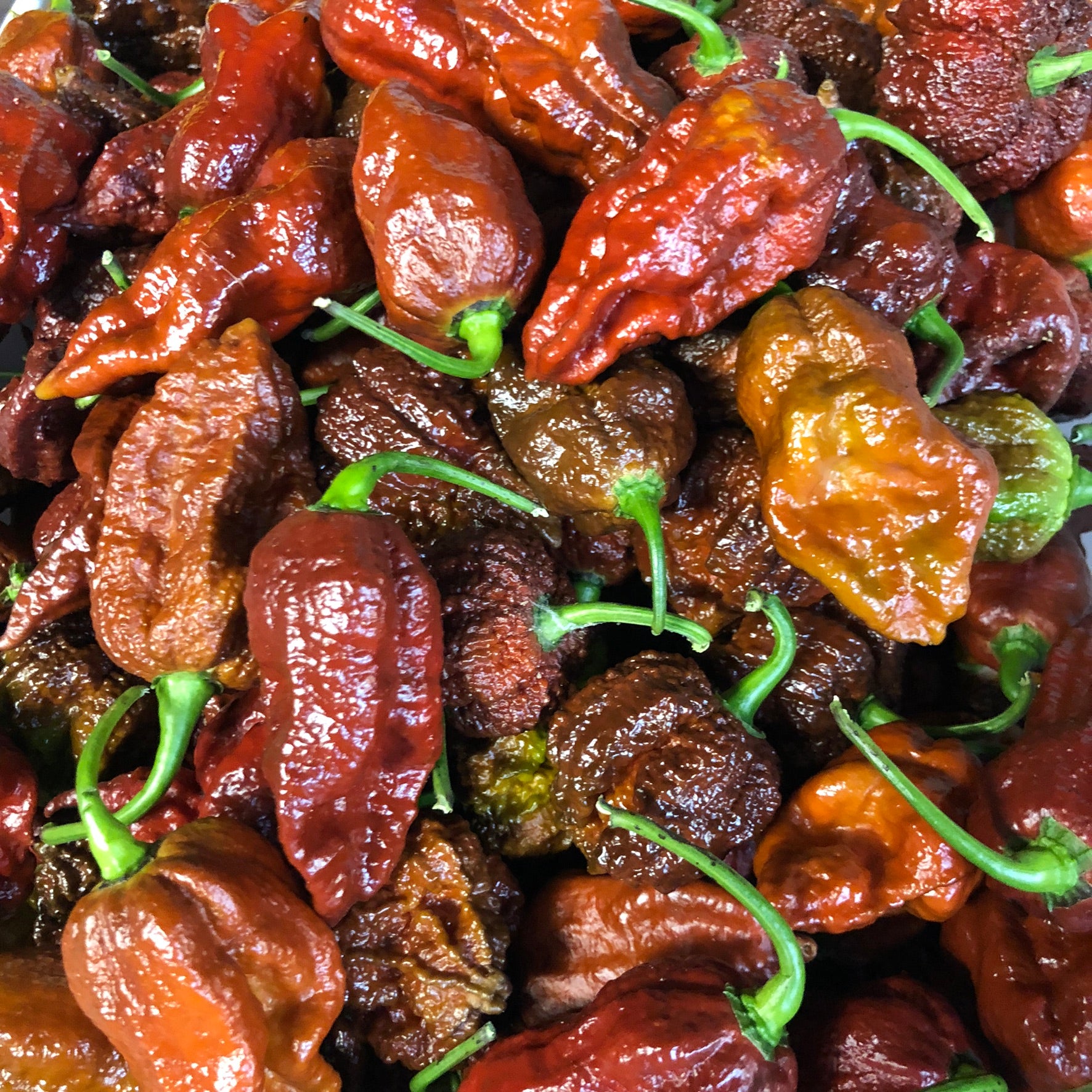 Fresh Super Hot Peppers - Mixed Brown/Chocolate Box: All Brown/Chocolate colored peppers - Bohica Pepper Hut 