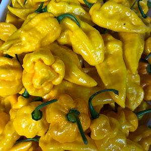 Fresh Super Hot Peppers - Mixed Yellow Box: All Yellow Colored Peppers - Bohica Pepper Hut 