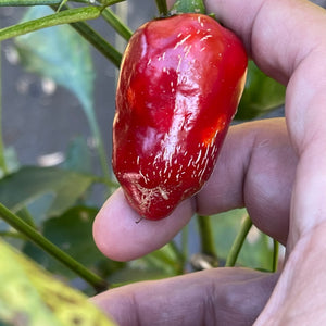 Jalapeño Traveler - Seeds - Bohica Pepper Hut 